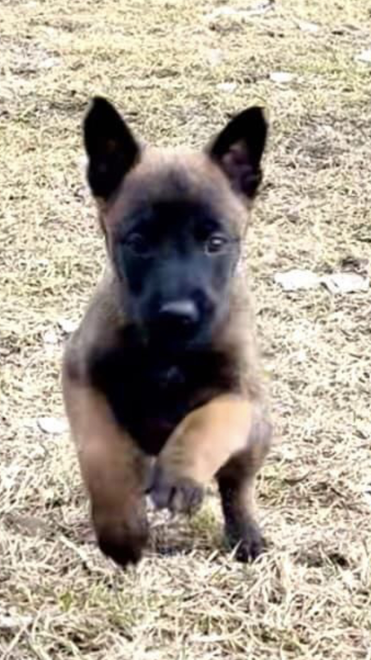 Hund