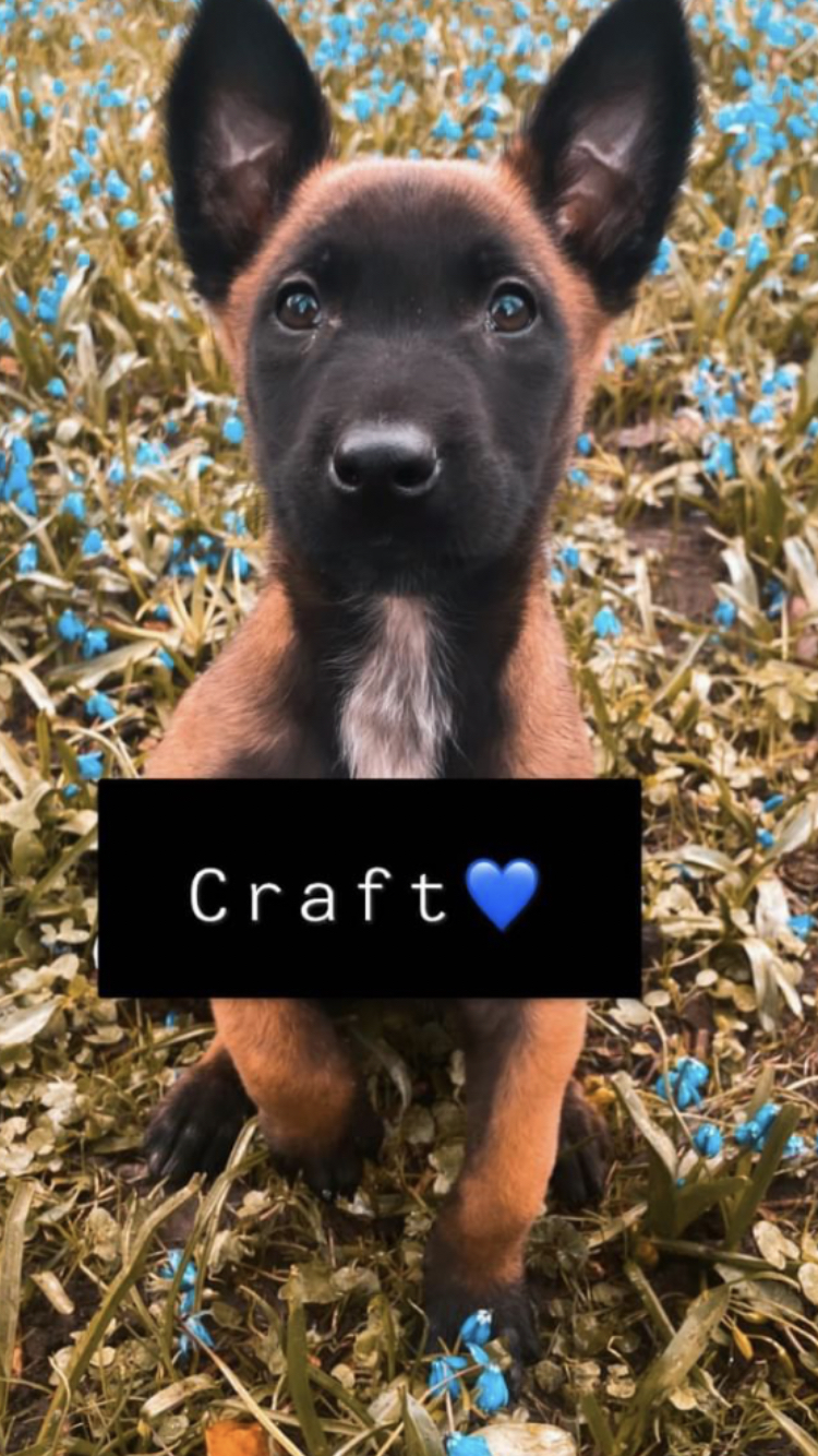 Hund