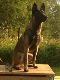 Hund